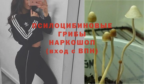 a pvp Новозыбков